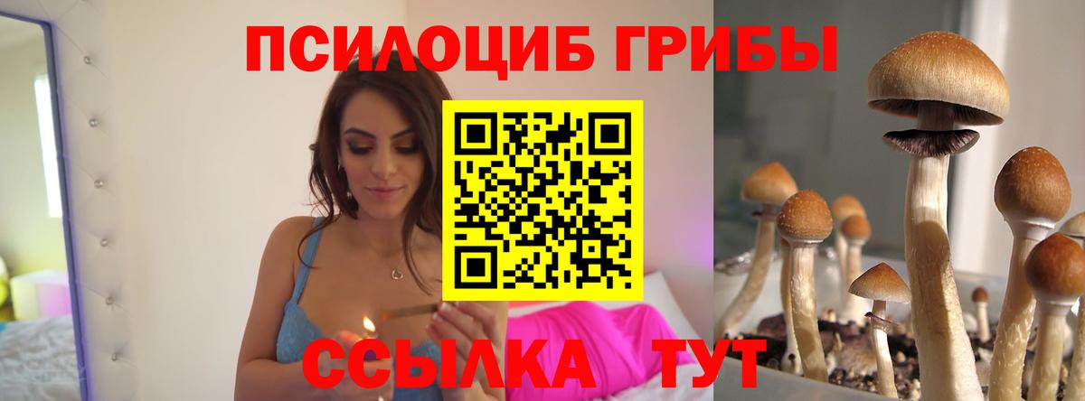 Галлюциногенные грибы Psilocybe Аксай